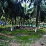 Premium Coconut Farm Narikalpathi